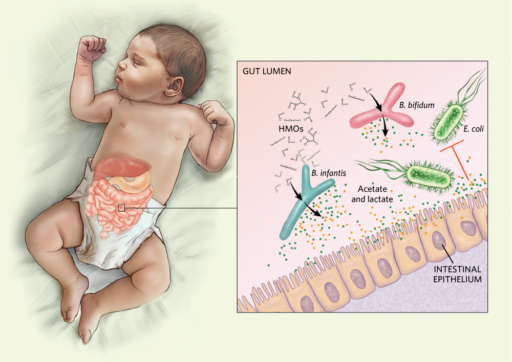 Do Newborns Need Probiotics? Learn More